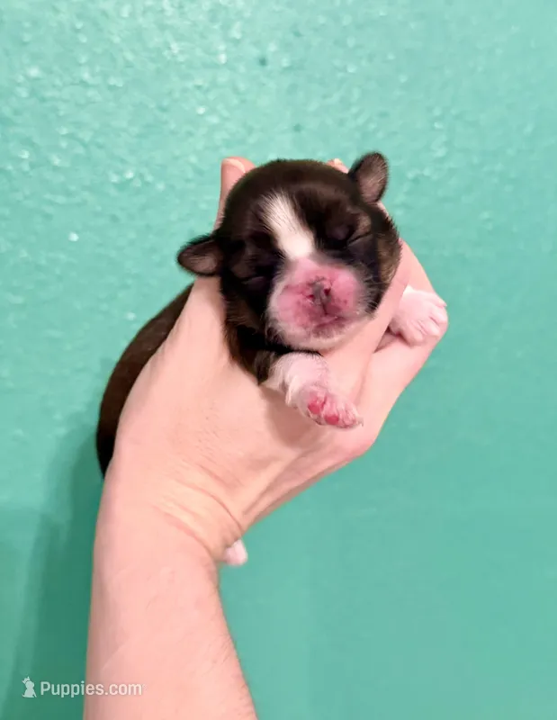 Lynette – Shih Tzu puppy for sale in Stroud, OK