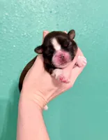 Lynette, a female Shih Tzu for sale in Stroud, OK – 1 of 2