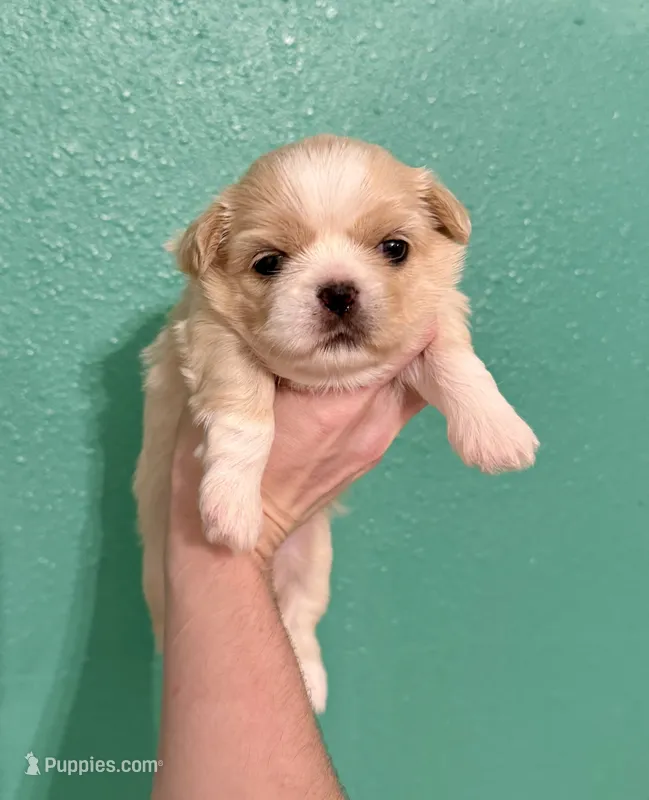 Gaby – Shih Tzu puppy on hold in Stroud, OK