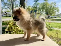 Chewy , a male Pomeranian for sale in Stroud, OK – 2 of 2