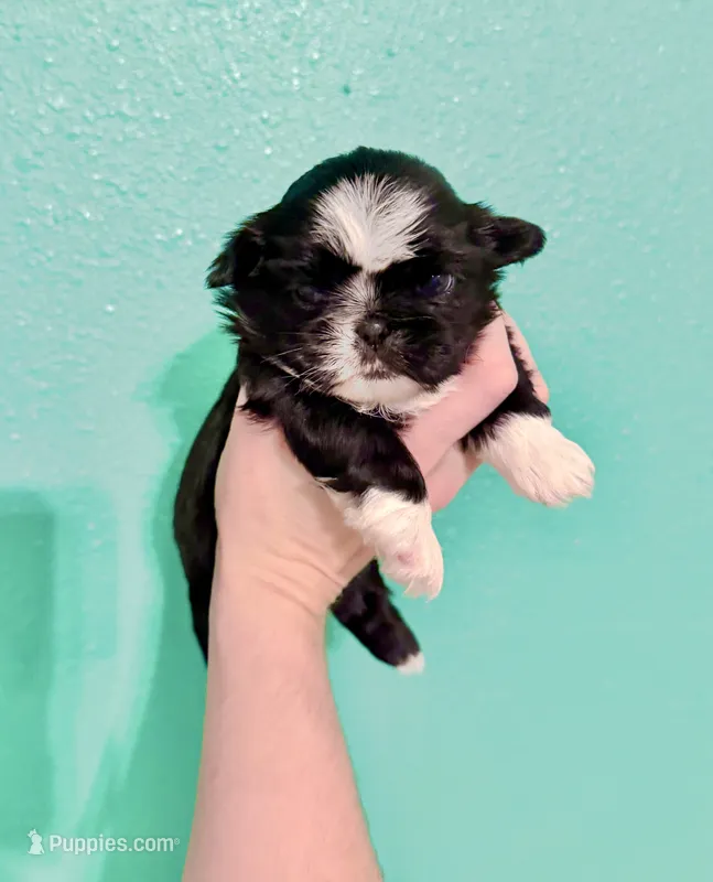 Susan – Shih Tzu puppy for sale in Stroud, OK