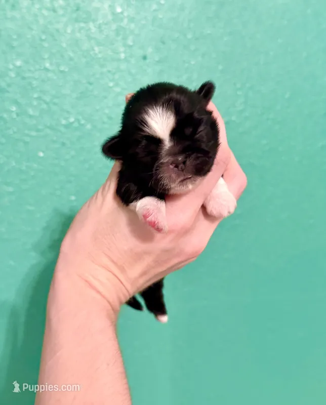Susan – Shih Tzu puppy for sale in Stroud, OK