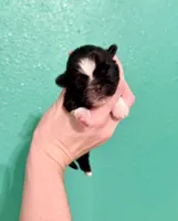 Susan, a female Shih Tzu for sale in Stroud, OK – 1 of 2
