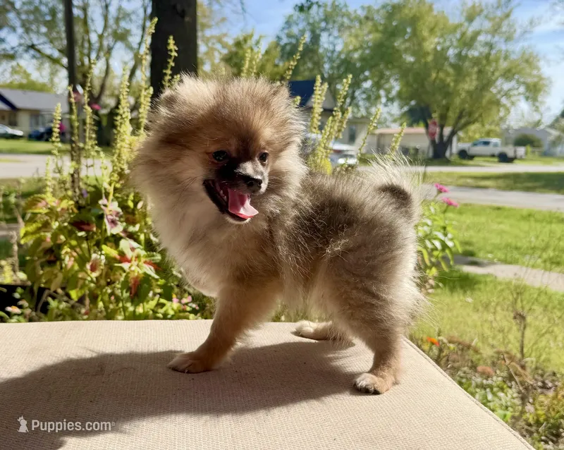 Chewy  – Pomeranian puppy for sale in Stroud, OK