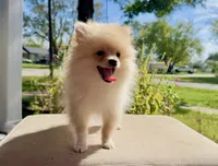 Han, a male Pomeranian for sale in Stroud, OK – 3 of 3