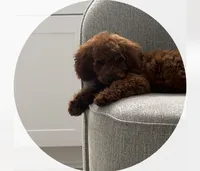 Clifford , a male Miniature Goldendoodle for sale in Davenport, FL – 2 of 2