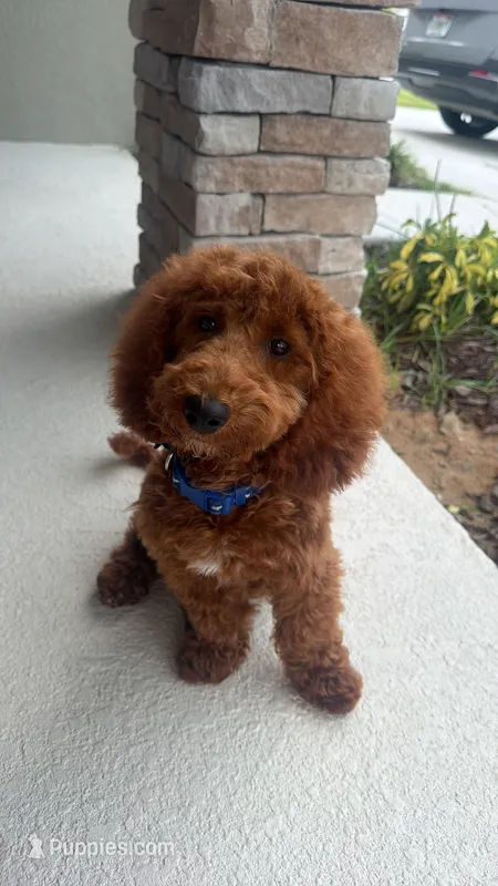 Clifford  – Miniature Goldendoodle puppy for sale in Davenport, FL