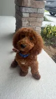 Clifford , a male Miniature Goldendoodle for sale in Davenport, FL – 1 of 2