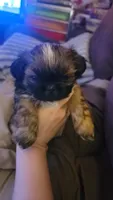 Coffee AKC, a male Shih Tzu for sale in Tupelo, MS – 7 of 7