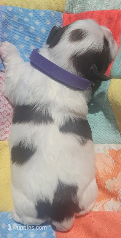 Sweet Pea AKC – Shih Tzu puppy for sale in Tupelo, MS