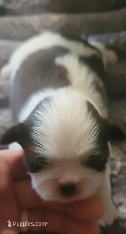 Harley Jr – Shih Tzu puppy for sale in Tupelo, MS