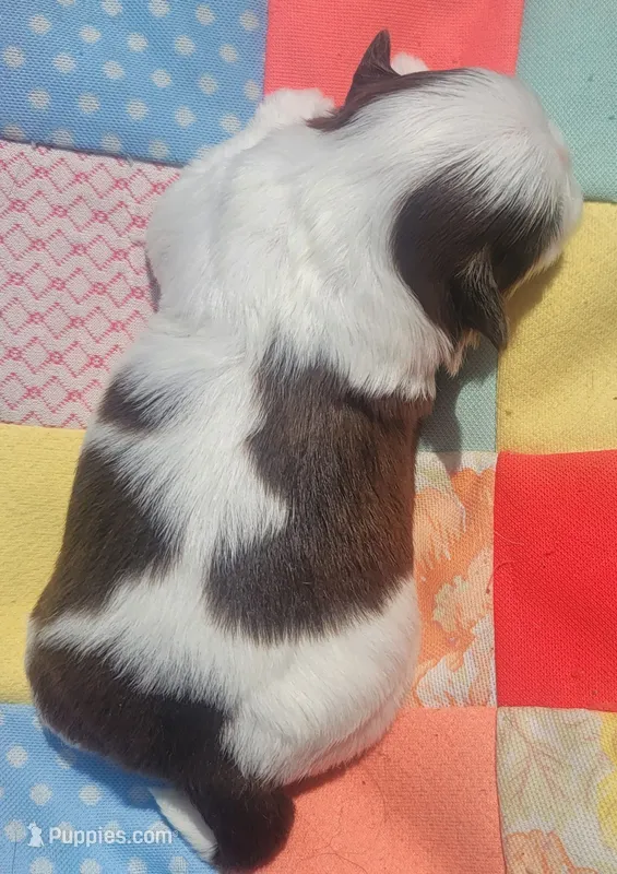 Harley Jr AKC – Shih Tzu puppy for sale in Tupelo, MS