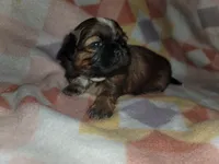 Coffee AKC, a male Shih Tzu for sale in Tupelo, MS – 3 of 7