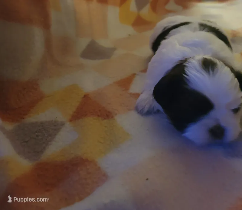 Patches AKC – Shih Tzu puppy for sale in Tupelo, MS
