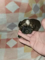 Coffee AKC, a male Shih Tzu for sale in Tupelo, MS – 6 of 7