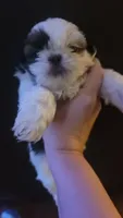 Patches AKC, a female Shih Tzu for sale in Tupelo, MS – 6 of 6