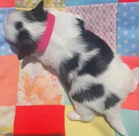 Pinky AKC, a female Shih Tzu for sale in Tupelo, MS – 2 of 2