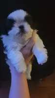 Harley Jr AKC, a male Shih Tzu for sale in Tupelo, MS – 7 of 7