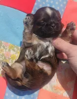 Coffee AKC, a male Shih Tzu for sale in Tupelo, MS – 2 of 3