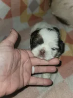 Patches AKC, a female Shih Tzu for sale in Tupelo, MS – 2 of 6