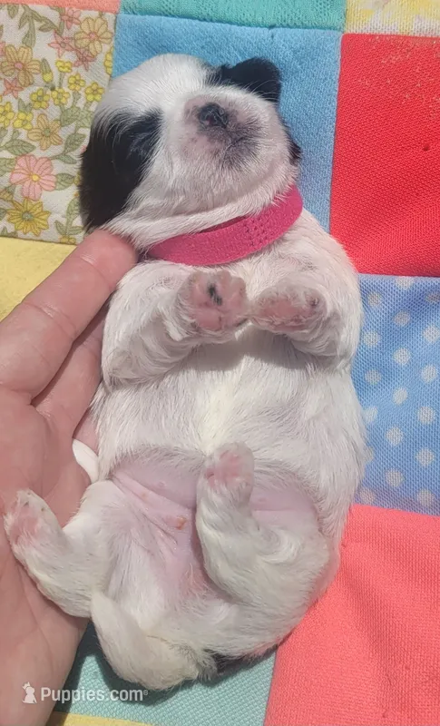Pinky AKC – Shih Tzu puppy for sale in Tupelo, MS