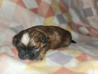 Coffee AKC, a male Shih Tzu for sale in Tupelo, MS – 2 of 7