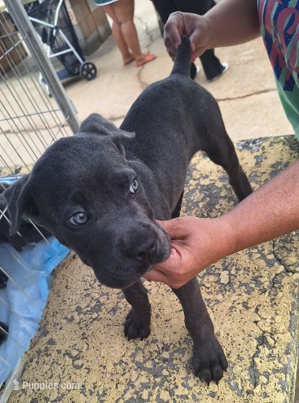 Brindle boy – Cane Corso puppy for sale in Lyman, SC
