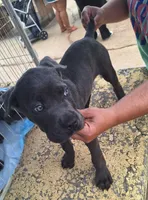 Brindle boy, a male Cane Corso for sale in Lyman, SC – 1 of 5