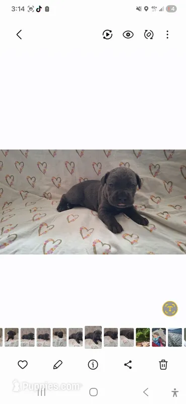 Female 1 – Cane Corso puppy for sale in Lyman, SC
