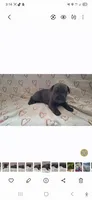 Female 1, a female Cane Corso for sale in Lyman, SC – 1 of 2