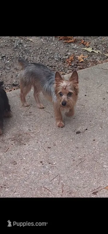 Oliver – Yorkshire Terrier puppy for sale in Lyman, SC