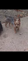 Oliver, a male Yorkshire Terrier for sale in Lyman, SC – 1 of 1