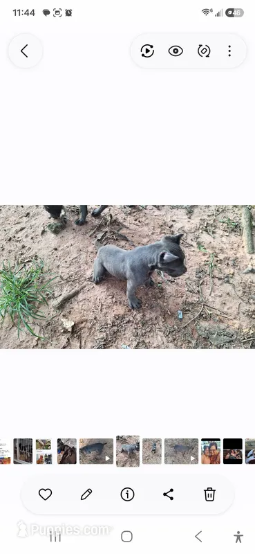 Female 2 – Cane Corso puppy for sale in Lyman, SC