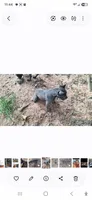 Female 2, a female Cane Corso for sale in Lyman, SC – 1 of 1