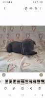 Male 1, a male Cane Corso for sale in Lyman, SC – 1 of 2