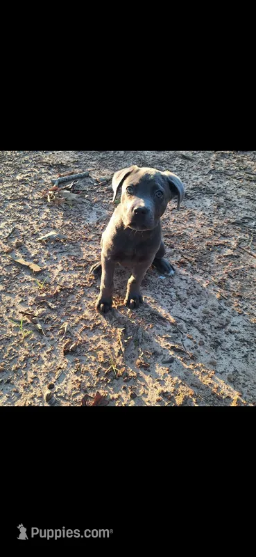 Female 1 – Cane Corso puppy for sale in Lyman, SC