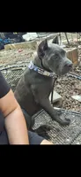 Female 2, a female Cane Corso for sale in Lyman, SC – 3 of 4