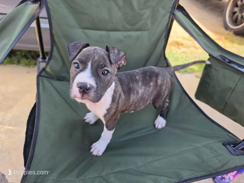 Female 1 – American Pit Bull Terrier puppy for sale in Lyman, SC