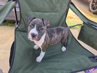 Female 1, a female American Pit Bull Terrier for sale in Lyman, SC – 1 of 1