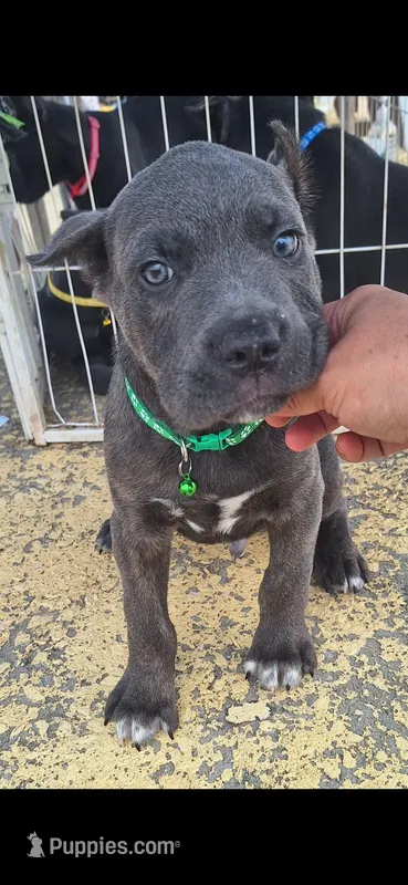 Male 2 – Cane Corso puppy for sale in Lyman, SC