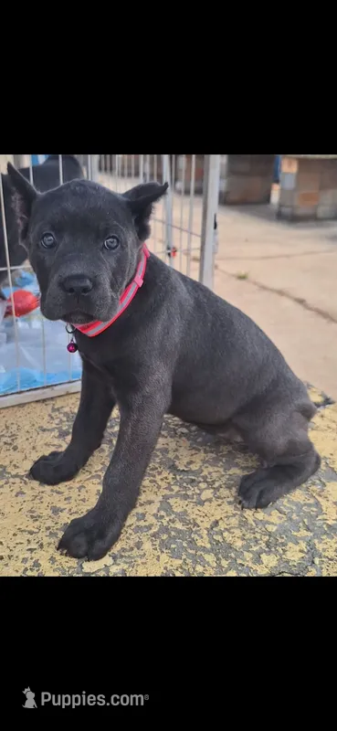 Female 2 – Cane Corso puppy for sale in Lyman, SC