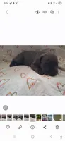 Female 1, a female Cane Corso for sale in Lyman, SC – 2 of 2