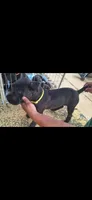 Brindle boy, a male Cane Corso for sale in Lyman, SC – 2 of 5