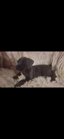 Male 1, a male Cane Corso for sale in Lyman, SC – 3 of 3