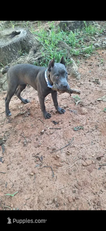 Female 2 – Cane Corso puppy for sale in Lyman, SC