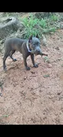 Female 2, a female Cane Corso for sale in Lyman, SC – 1 of 4