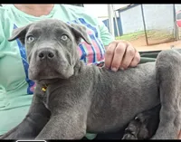 Brindle boy, a male Cane Corso for sale in Lyman, SC – 3 of 5