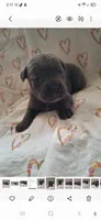 Male 1, a male Cane Corso for sale in Lyman, SC – 2 of 2