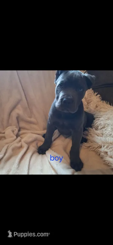 Male 1 – Cane Corso puppy for sale in Lyman, SC