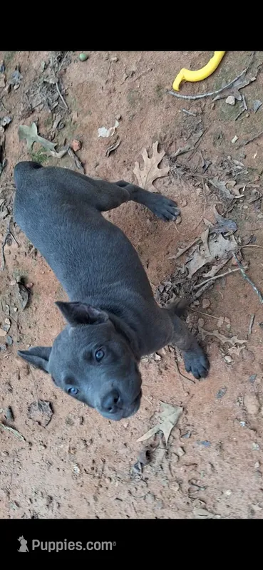 Female 2 – Cane Corso puppy for sale in Lyman, SC
